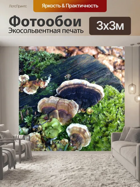 Фотообои Baumschwamm