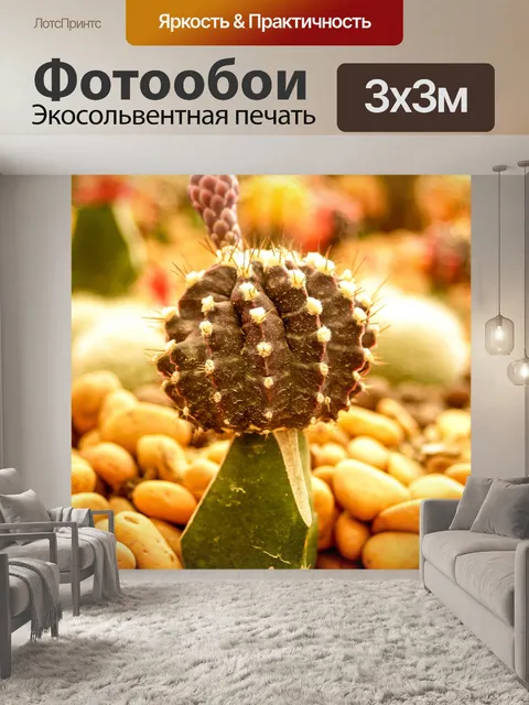 Фотообои Кактус пустынное растение