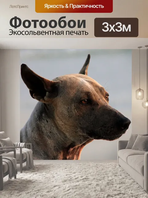 Фотообои Собака