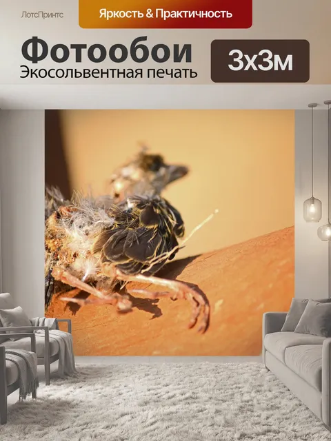 Фотообои вид перьев на туше птицы