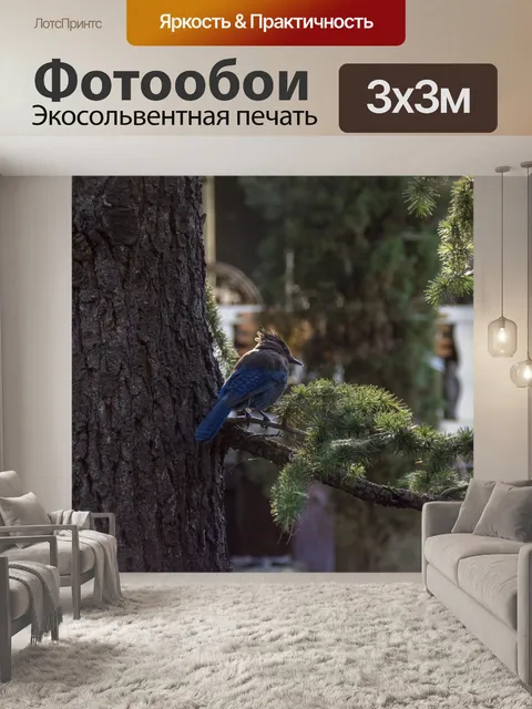 Фотообои Голубая сойка