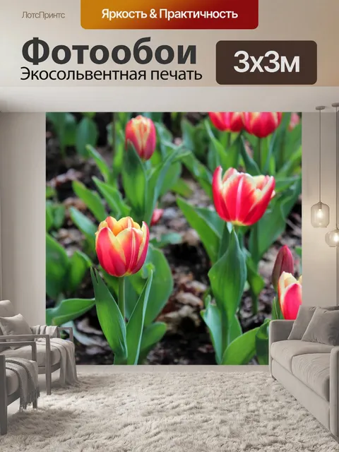 Фотообои Тюльпаны