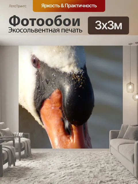 Фотообои Глава белый лебедь крупным планом