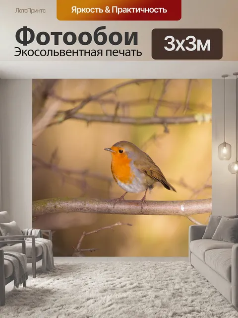 Фотообои Робин, Erithacus rubecula
