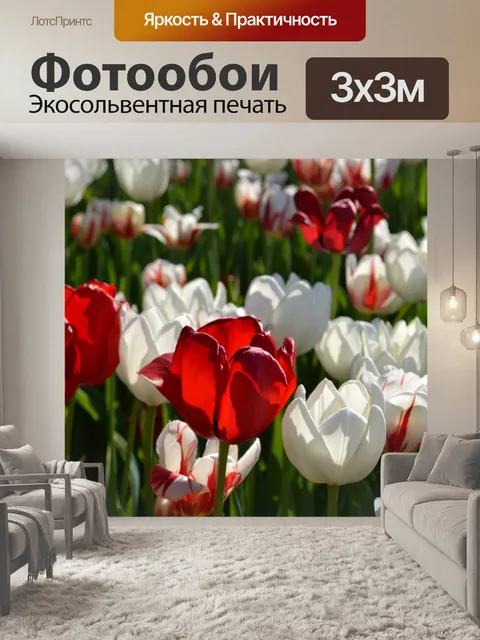 Фотообои Красные и белые тюльпаны