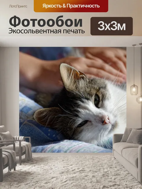 Фотообои Кошка