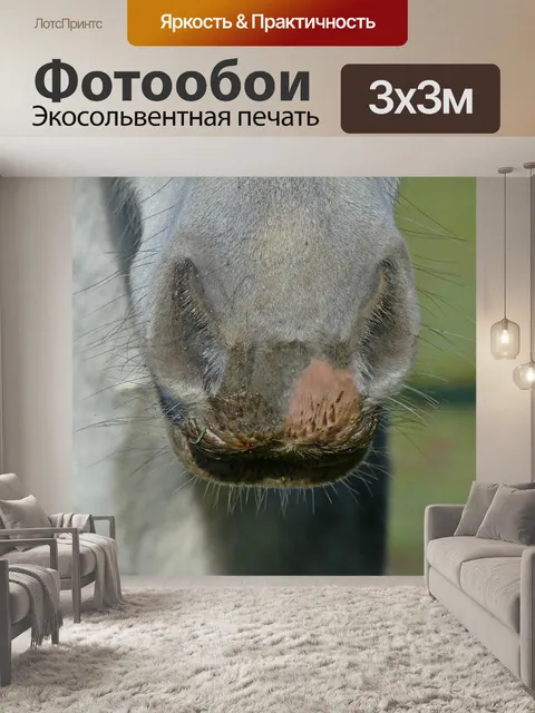 Фотообои Лошадь