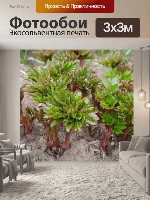 Фотообои Пионы