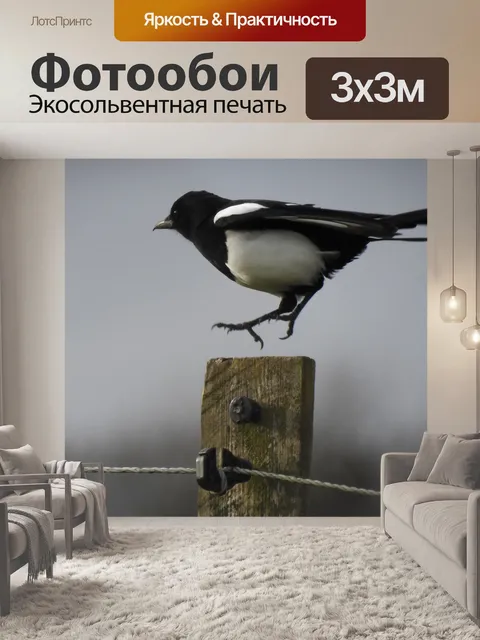 Фотообои Сорока