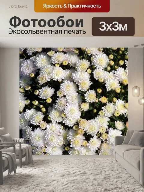 Фотообои Хризантема