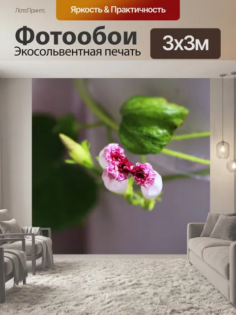 Фотообои Вьюнок