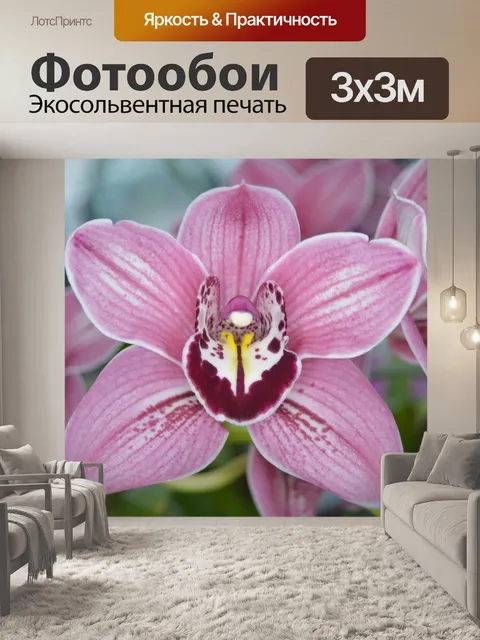 Фотообои Орхидеи