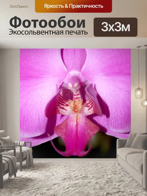 Фотообои Фото цветка орхидеи