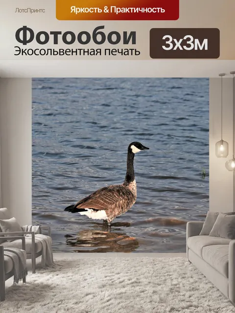 Фотообои Канада гусь, стоящий в озере