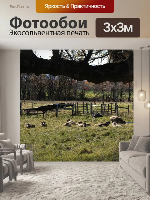 Фотообои Овцы на пастбище
