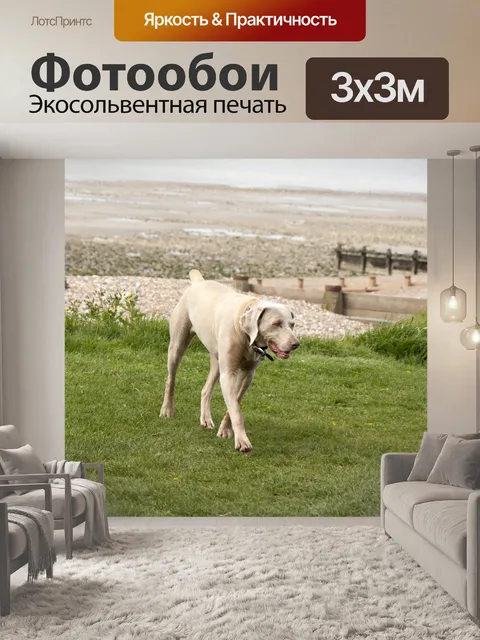 Фотообои Веймаранер Собака