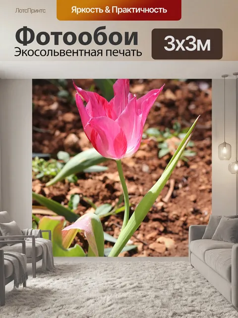 Фотообои Пурпурный