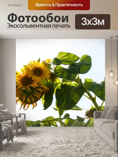 Фотообои Подсолнухи