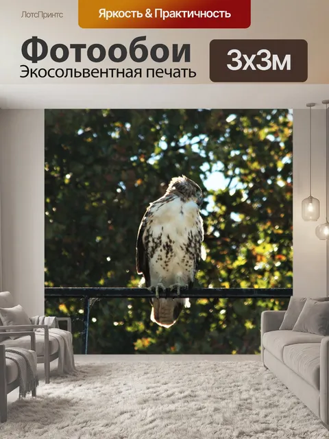 Фотообои Красный ястреб на заборе