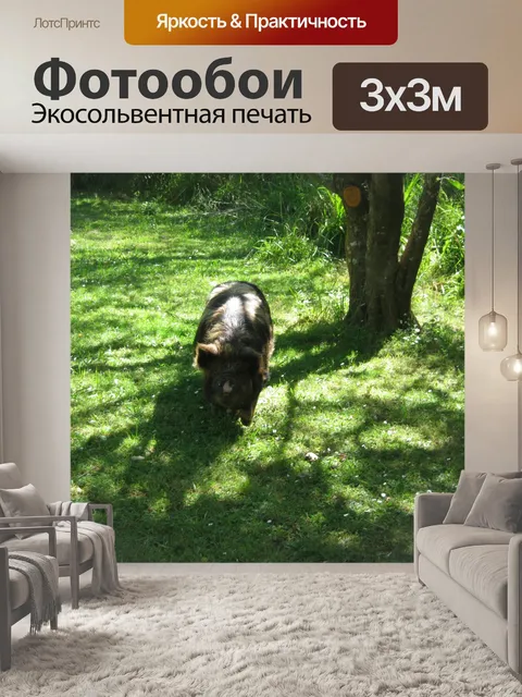 Фотообои Свинья In The Shade