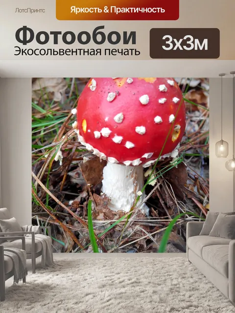Фотообои Гриб