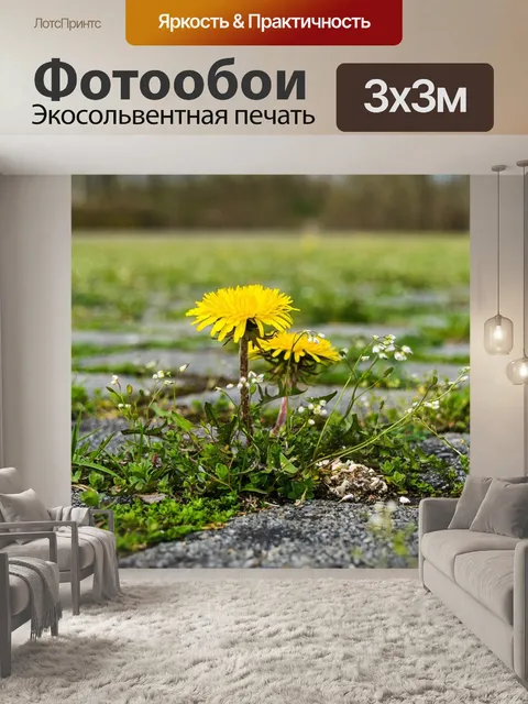 Фотообои Одуванчик