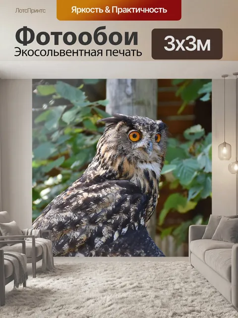 Фотообои Сова