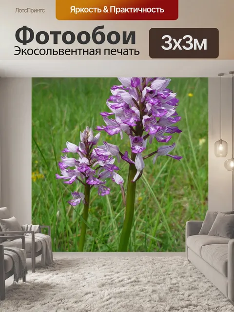 Фотообои Шлем орхидея