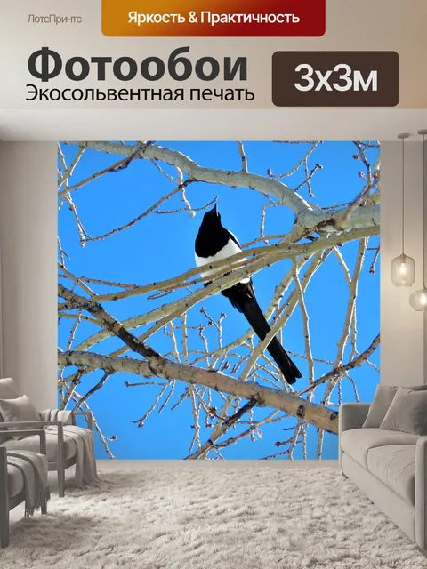 Фотообои Сорока