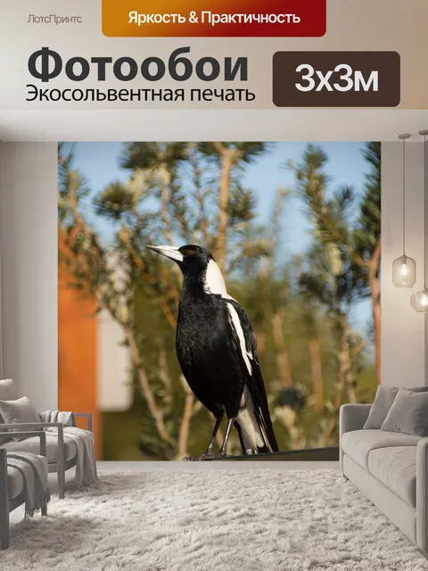 Фотообои Сорока