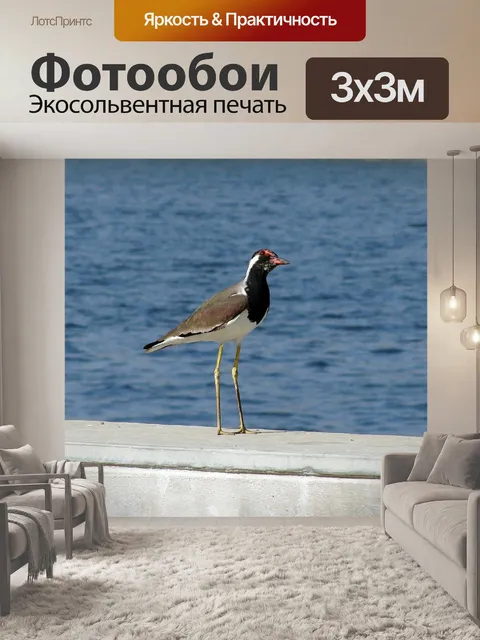 Фотообои Птица