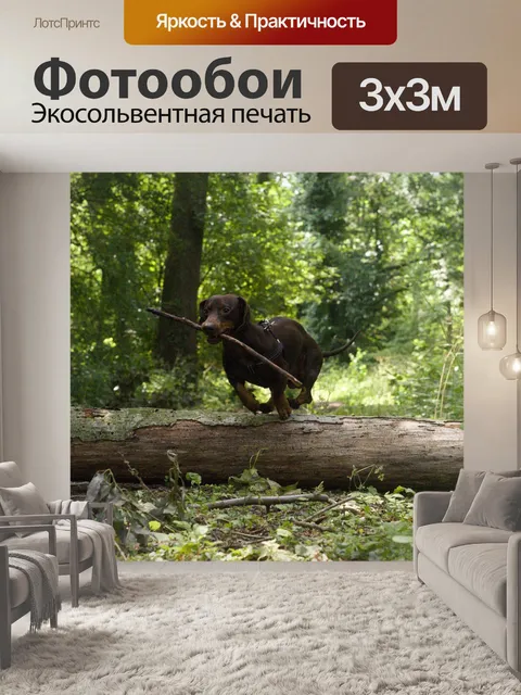 Фотообои Собака