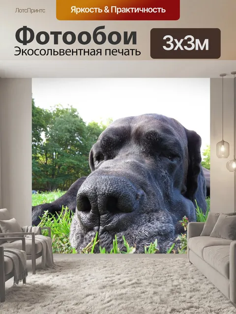 Фотообои Собака