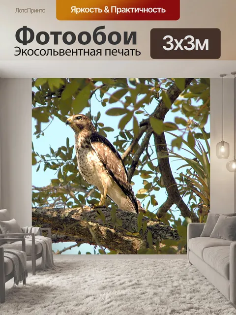 Фотообои Hawk сидел на дереве