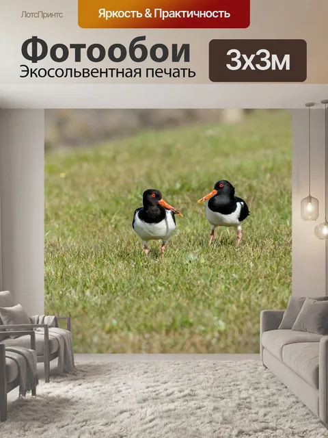 Фотообои Птицы