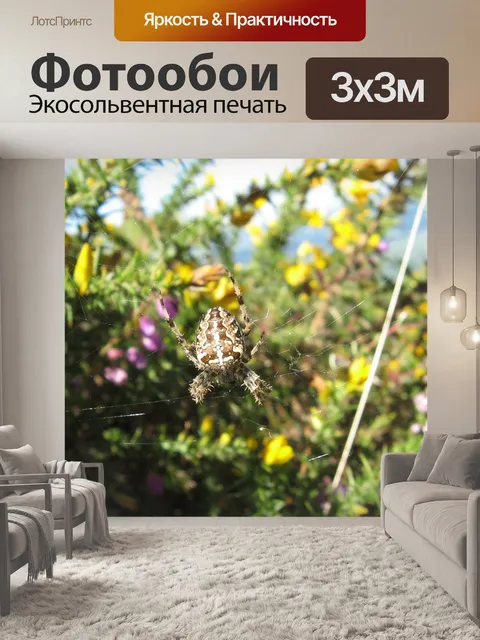 Фотообои Паук