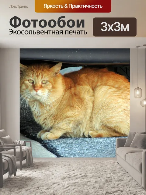 Фотообои оранжевый бездомную кошку 2