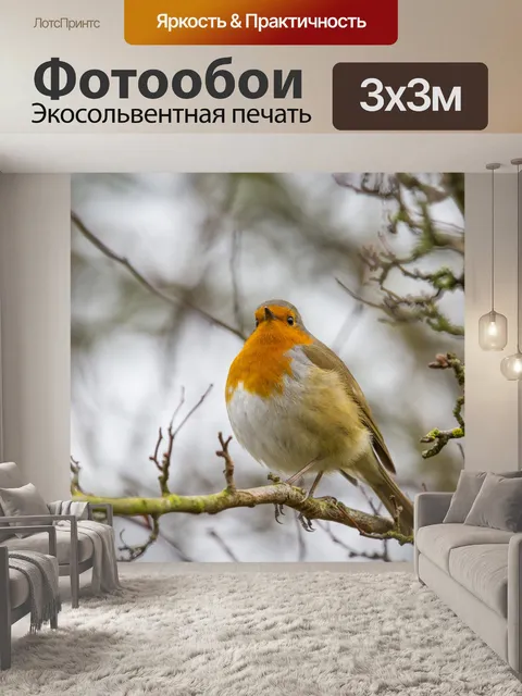 Фотообои Робин Эритакус рубекула