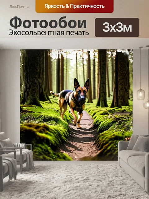 Фотообои в лесной чаще, окружённой могучими деревьями, малинуа бродит по мшистым тропинкам, тщетно ища следы