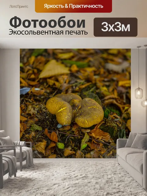 Фотообои грибы