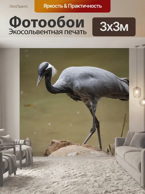 Фотообои Африканский журавль