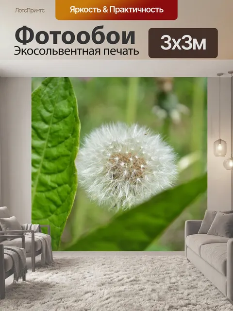 Фотообои Одуванчик