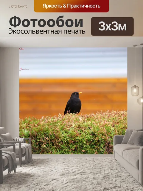 Фотообои Черный дрозд