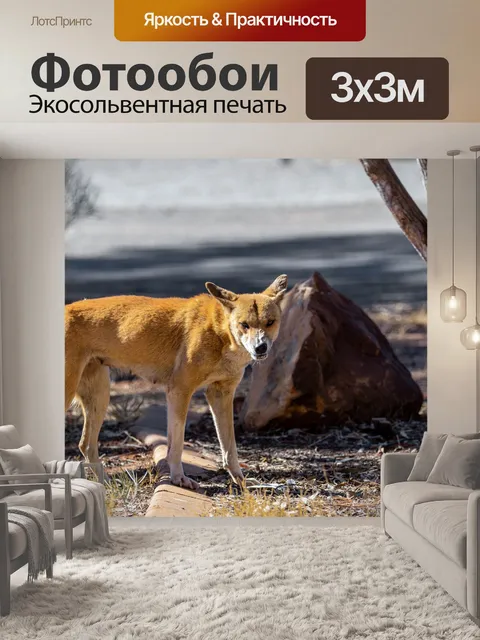Фотообои Собака