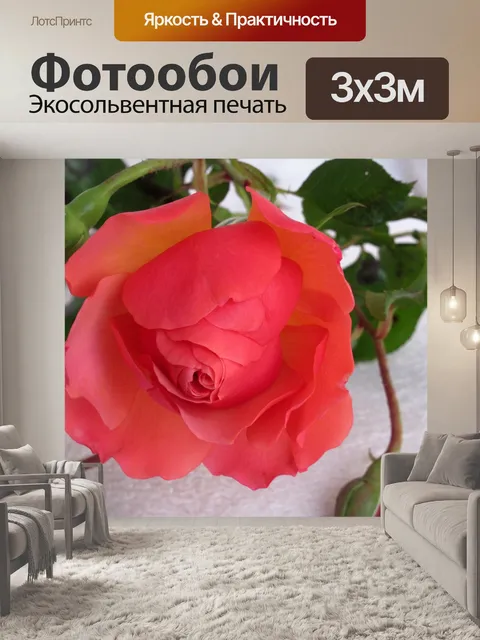 Фотообои Роза