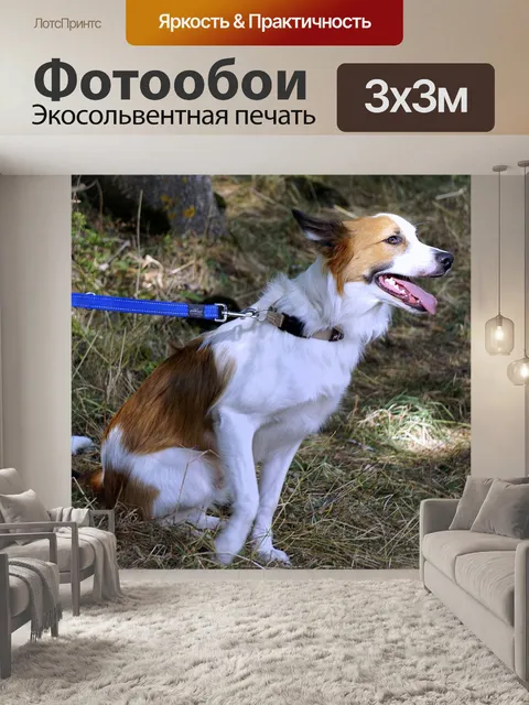 Фотообои Собака