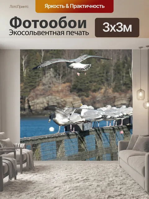 Фотообои Чайки в воздухе
