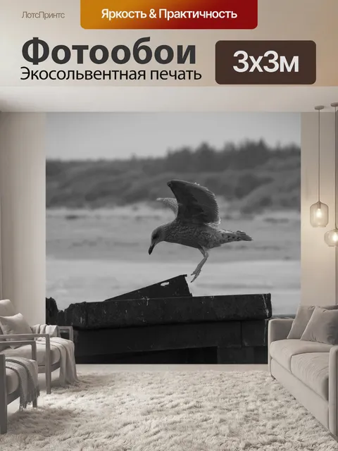 Фотообои Чайка
