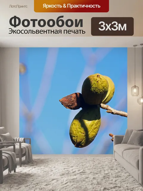 Фотообои орехи пекан в зеленом корпусе