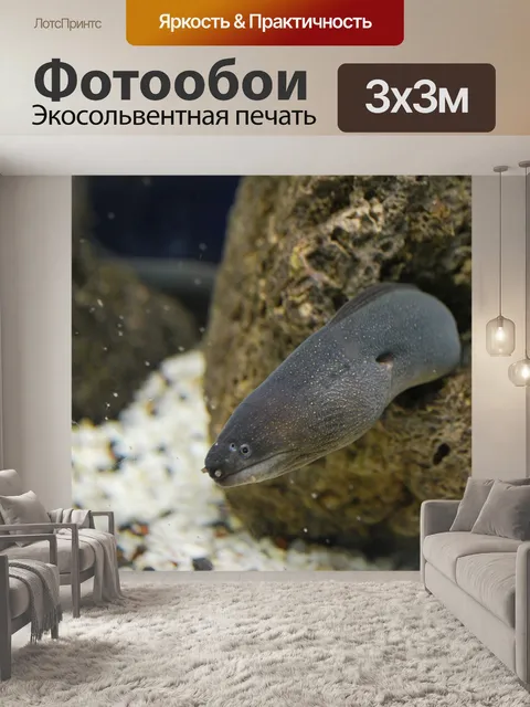 Фотообои Мурена